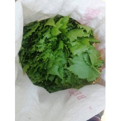 Asma_Yapraği (1 kg)