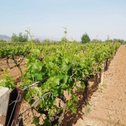 Asma_Yapraği (1 kg)