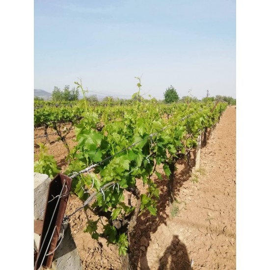 Asma_Yapraği (1 kg)