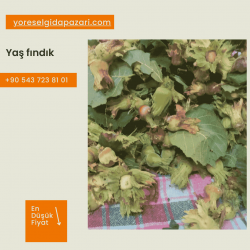 Taze Fındık (Yaş)-1kg